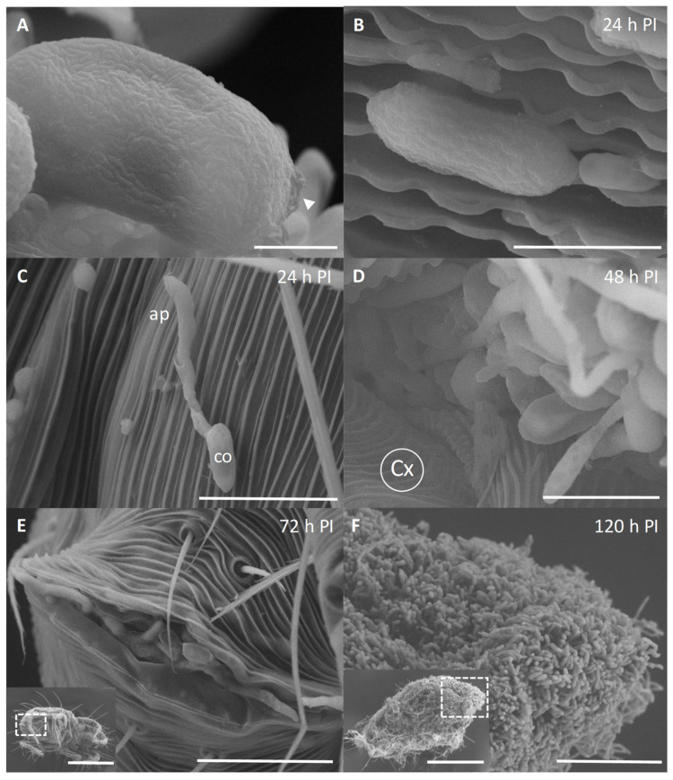 Scanning Electron micrographs of Metarhizium sp. BCC 4849 growing on a surface of cassava mites. (A) The arrangement of rodlet bundles on the surface of Metarhizium sp. BCC 4849 conidia. A conidial scar was seen after abstriction. Bar, 1 µm. (B) A germinating conidium was embedded in the striae integumentary lobes of the mite cuticle. Bar, 3 µm. (C) At 24 h PI, a germinating conidium (co) formed appressorium (ap) on the cuticle. Bar, 10 µm. (D) Conidia and hyphae extensively grew and developed for penetration at the socket of coxa (Cx) at 48 h PI. Bar, 5 µm. (E) At 72 h PI, fungal cells and hyphae extruded from the anal opening (indicated by the square in the inset; bar 200 µm). Bar, 20 µm. (F) Numerous conidia were present around the insect body, especially opisthosoma (indicated by the square in the inset; bar 200 µm). Bar, 10 µm.