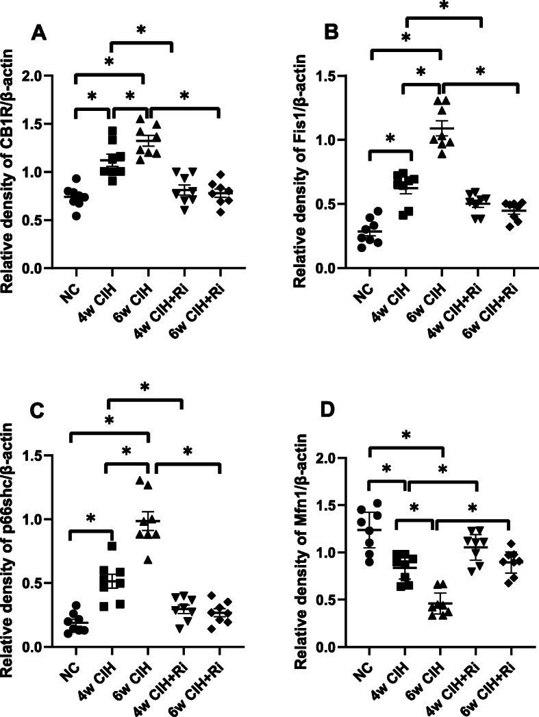 Western blot analyses of CB1R, Fis1, p66shc and Mfn1 levels and normalized to β-actin. Protein expression was measured with Image J. Data are expressed as means ± SEM, n = 8,*p < 0.001. a: Relative density of CB1R/β –actin; b: Relative density of Fis1/β–acti; c: Relative density of p66shc/β –actin; d: Relative density of Mfn1/β –actin