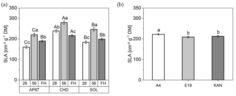 Specific leaf area (SLA) [42] [LA in cm2 g−1 DM−1]: (a) Total specific leaf area under AP67, CHD, and SOL at 28 DAP, 56 DAP and FH.; (b) SLA of A4, KAN as well as E19 across all biomass cuts. Means covered by at least one identical lower case letter did not differ significantly at α = 0.05, within each measurement or light spectra. Means covered by at least one identical upper case letter did not differ significantly at α = 0.05, within light spectra as indicated by a Tukey-test.
