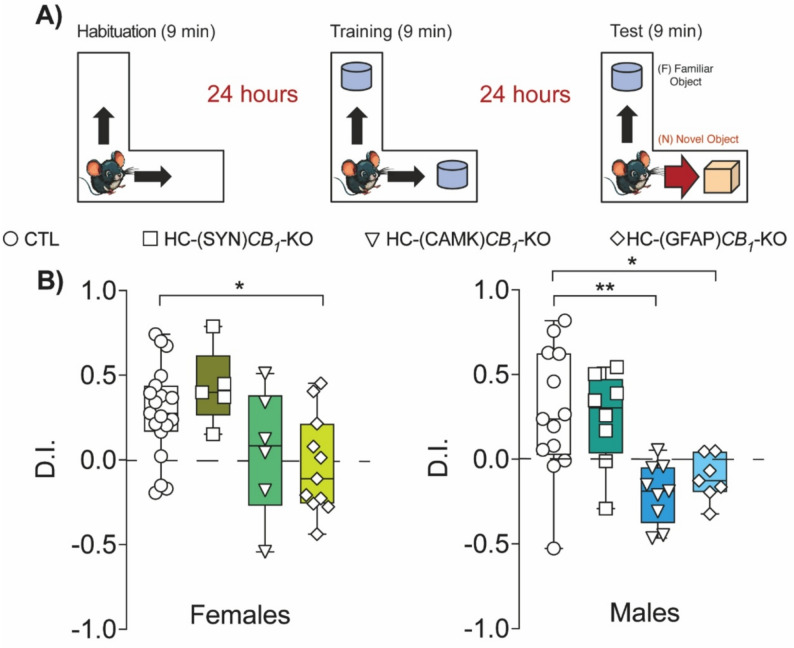 Novel object recognition. (A) Animals were trained with two identical objects for 9 min. 24 h later, the animals were re-exposed, and one of the objects was changed for a new one. HC-(GFAP)CB1-KO females had a lower D.I. than CTLs (B, left panel). In males, CB1 deletion in principal neurons or astrocytes reduced D.I compared with CTLs (B, right panel). Data are presented as mean ± S.E.M. Statistical analysis by One-Way ANOVA test followed by Holm-Sidak’s multiple comparison test. * p < 0.05, ** p < 0.01 vs. CTL. See Table S1 for detailed statistics