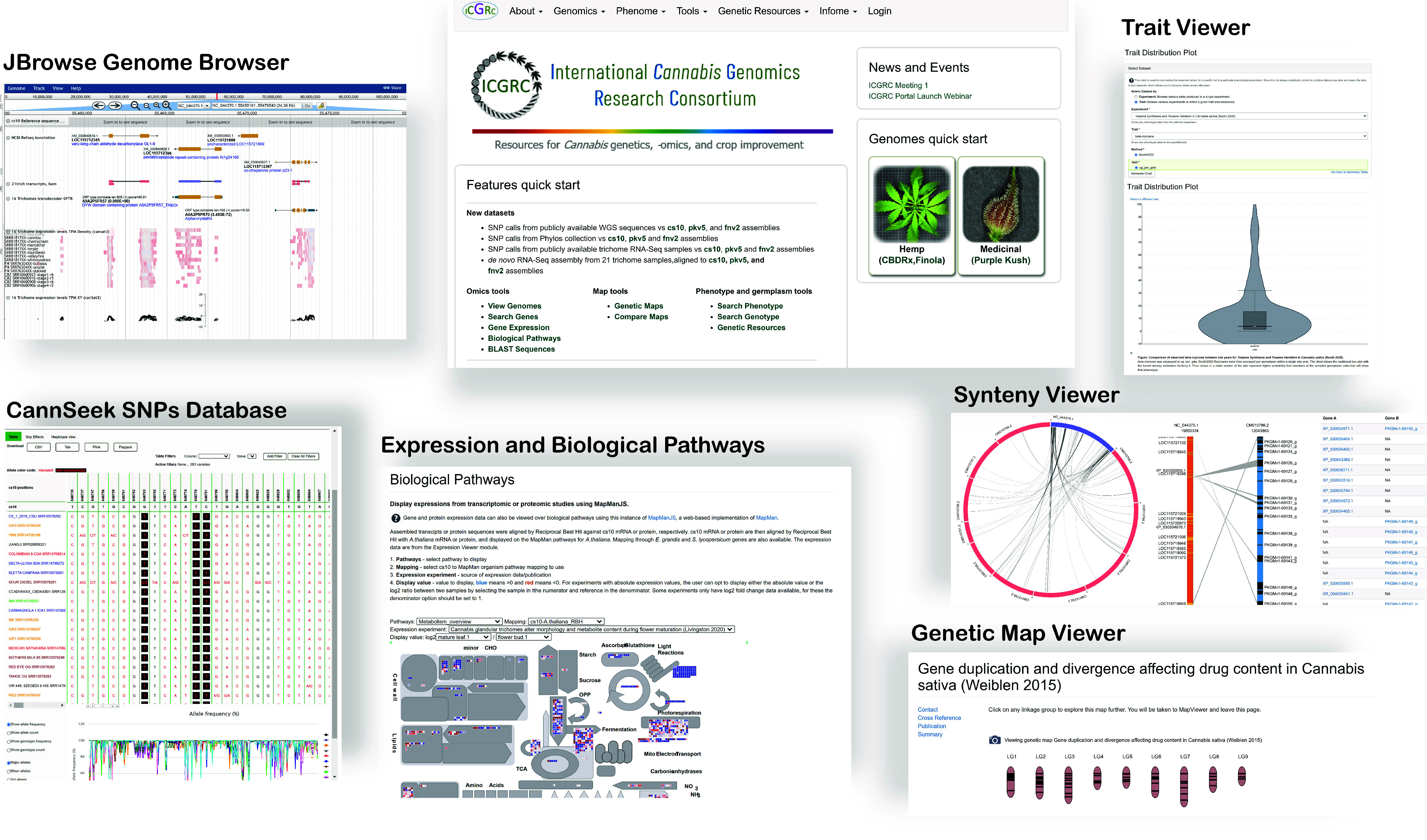 ICGRC Cannabis Web Portal (icgrc.info) main feature pages. The web portal is a Tripal instance with various modules to host and visualize published cannabis omics datasets.