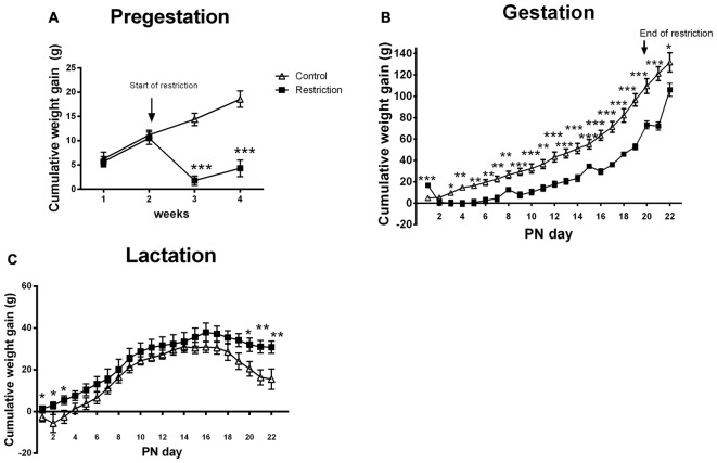 Maternal weight gain during pregestation, gestation and lactation period. Cumulative weight gain (g) of control (open triangles) and restricted dams (solid squares) during pregestation (A) gestation (B) and lactation (C). Values are expressed as means ± SEM. *p < 0.05, **p < 0.01, ***p < 0.001.