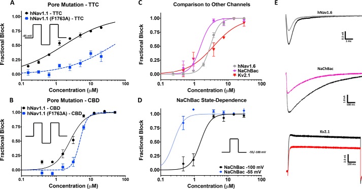 CBD block of F1763A mutant, NaChBac, and Kv2.1. A, TTC block of hNav1.1 (hNav1.1, IC50 = 1.6 ± 0.1 μm, slope = 0.7 ± 0.03; Phe1763, IC50 ∼ 44.1 μm) with and without the F1763A mutation. B, F1763A causes a slight decrease in CBD potency in hNav1.1 (hNav1.1: IC50 = 2.5 ± 0.2 μm, slope = 2.0 ± 0.2, n = 2–6; F1763A: IC50 = 4.8 ± 0.2 μm, slope = 4.1 ± 0.6, n = 3–811 cells exposed at each concentration). C, shows a comparison of the CBD inhibition of hNav1.6, NaChBac, and Kv2.1 (hNav1.6: IC50 = 3.0 ± 0.1 μm, slope = 3.1 ± 0.2, n = 2–6; NaChBac: IC50 = 1.5 ± 0.2 μm, slope = 2.8 ± 0.9, n = 1–4; Kv2.1: IC50 = 3.7 ± 0.8 μm, slope = 1.1 ± 0.2, n = 1–5 11 cells exposed at each concentration). D, shows the state-dependent block of NaChBac tested at −55 and −100 mV (−100 mV: IC50 = 1.5 ± 0.2 μm, slope = 2.8 ± 0.9, n = 1–4; −55 mV: IC50 = 0.24 ± 0.05 μm, slope = 2.8 ± 0.9, n = 1–311 cells exposed at each concentration). E, current traces associated with the channels shown in C.