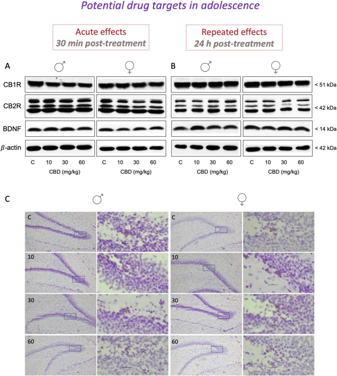 Potential drug targets: neurochemical markers evaluated in the hippocampus of adolescent male and female rats following cannabidiol treatment. Doses tested: 10, 30 and 60 mg/kg, ip. The right hippocampus was used to determine target protein content through western blot analyses after an (A) acute (30 min post-treatment) and (B) repeated (24 h post-treatment) treatment of cannabidiol (CBD). Representative images of selected western blots are shown for cannabinoid (CB) receptor 1 (CB1R) and 2 (CB2R), brain-derived neurotrophic factor (BDNF), and β-actin. (C) The left hippocampus was cryostat-cut and used to quantify by immunohistochemistry the number of Ki-67 + cells per area of dentate gyrus (mm2), as a marker of cell proliferation, exclusively following the repeated treatment of CBD. Representative images of Ki-67 + cells (brown labeling in the blue granular layer) taken with a light microscope using a 10x objective lens are shown for each treatment condition, together with the magnified window at 63x. Scale bar: 30 μm. The results of the experiments evaluating these drug targets in hippocampal samples of adolescent rats of both sexes treated in adolescence with cannabidiol are summarized in Table 1
