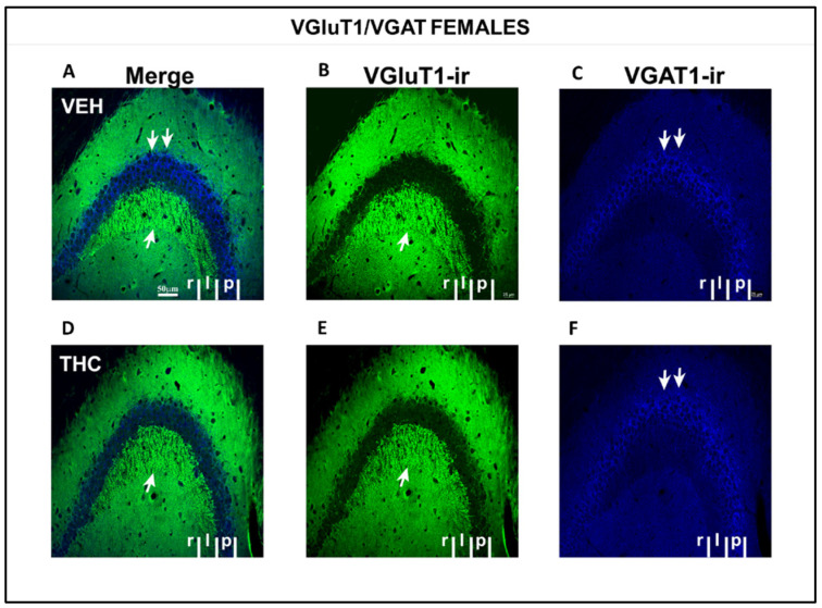 Confocal VGluT1-ir and VAGT-ir in CA3 of VEH and THC female pups. Images showing VGluT1-ir (green labeling; B–E), VGAT-ir (blue labeling; C–F), and merged images (A–D) in the CA3 of VEH (A–C) and THC (D–F) female pups at P60. Note that the area of VGluT1-ir mossy boutons in the strata lucidum (C arrow) of CA3 and VGAT-ir in the pyramidal layer (double arrow in C,F) is smaller in THC mice (F) than in VEH (C) pups—same scale for (A–F).