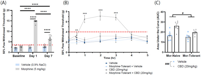 Cannabidiol (CBD) alleviates mechanical hypersensitivity in sciatic nerved injured (SNI) rats. (A) Repeated morphine administration (5 mg/kg, sc, twice daily for 7 days) significantly reduced mechanical hypersensitivity on Day 1, followed by a loss of efficacy by Day 7, confirming the development of morphine tolerance in SNI rats. (B) Time course of paw withdrawal threshold (PWT) following a single administration of CBD (20 mg/kg, ip) in morphine-tolerant and non-tolerant rats. Three-way ANOVA revealed significant main effects of time (p < 0.0001), tolerance (p = 0.0004), and CBD treatment (p < 0.0001), as well as significant interactions (time × tolerance, time × CBD treatment, and tolerance × CBD treatment), indicating that the effect of CBD on mechanical hypersensitivity was modulated by morphine tolerance. (C) Area under the curve (AUC) analysis of the PWT over the 5-hour testing period revealed significant main effects of morphine tolerance and CBD treatment (***p < 0.001), without a significant interaction. Data are presented as mean ± SEM (N = 5–7 rats per group). *p < 0.05, **p < 0.01, ***p < 0.001, ****p < 0.0001, two-way ANOVA for repeated measures followed by Bonferroni post hoc test. # p < 0.05, ###p < 0.001, main effect of morphine tolerance or CBD treatment following two-way ANOVA