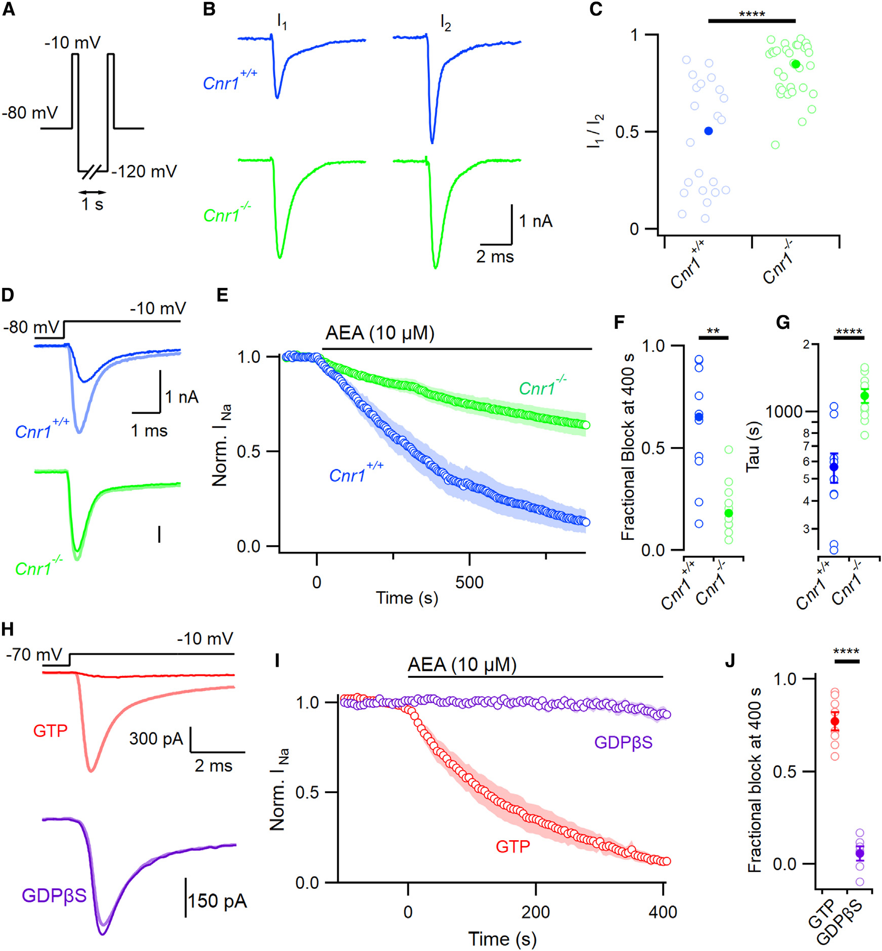 AEA block of VGSC is mediated by CB1(A) Double-pulse voltage protocol illustrating two steps to −10 mV separated by a 1-s step to −120 mV.(B) Representative double-pulse VGSC current traces from Cnr1+/+ (wild-type, blue here and hereafter) and Cnr1−/− neurons (green, here and hereafter) following incubation in 10 μM AEA.(C) Ratio of VGSC current amplitude (I1/I2) from double-pulse protocol in Cnr1+/+ (median 0.50 (solid), n=21, individual values as open symbols here and hereafter) and Cnr1−/− (0.85, n=31) neurons, MW test p < 0.00001.(D) VGSC current traces before (light) and after (dark) 400 s of 10 μM AEA perfusion in Cnr1+/+ (blue) and Cnr1−/− neurons (green).(E) Time course of normalized VGSC current amplitude in Cnr1+/+ and Cnr1−/− neurons (n=10 each) following application of 10 μM AEA. Cells were stepped to −10 mV every 5 s.(F) Fractional block (1 - normalized residual current) at 400 s following exposure to AEA in Cnr1+/+ and Cnr1−/− neurons; MW test p=0.001.(G) Time constants of inhibition (Equation 1) in Cnr1+/+ and Cnr1−/− neurons; p < 0.001.(H) Exemplar VGSC current traces before and 400 s after application of AEA with (purple, n=6) or without (red, n=8) 2 mM GDPβS in pipette solution. Voltage stepped from −70 mV to −10 mV every 5 s.(I) Block of normalized VGSC current amplitude by AEA (10 μM) was attenuated by inclusion of GDPβS (2 mM).(J) Fractional block of VGSC currents by AEA (10 μM for 400 s) reduced by GDPβS. The blocked current fractions were 0.06 ± 0.04 vs. 0.77 ± 0.05 (n=6 and 8 respectively; p < 0.0001). Error bars represent ± SEM.Shading represents ± SEM in (E) and (I).
