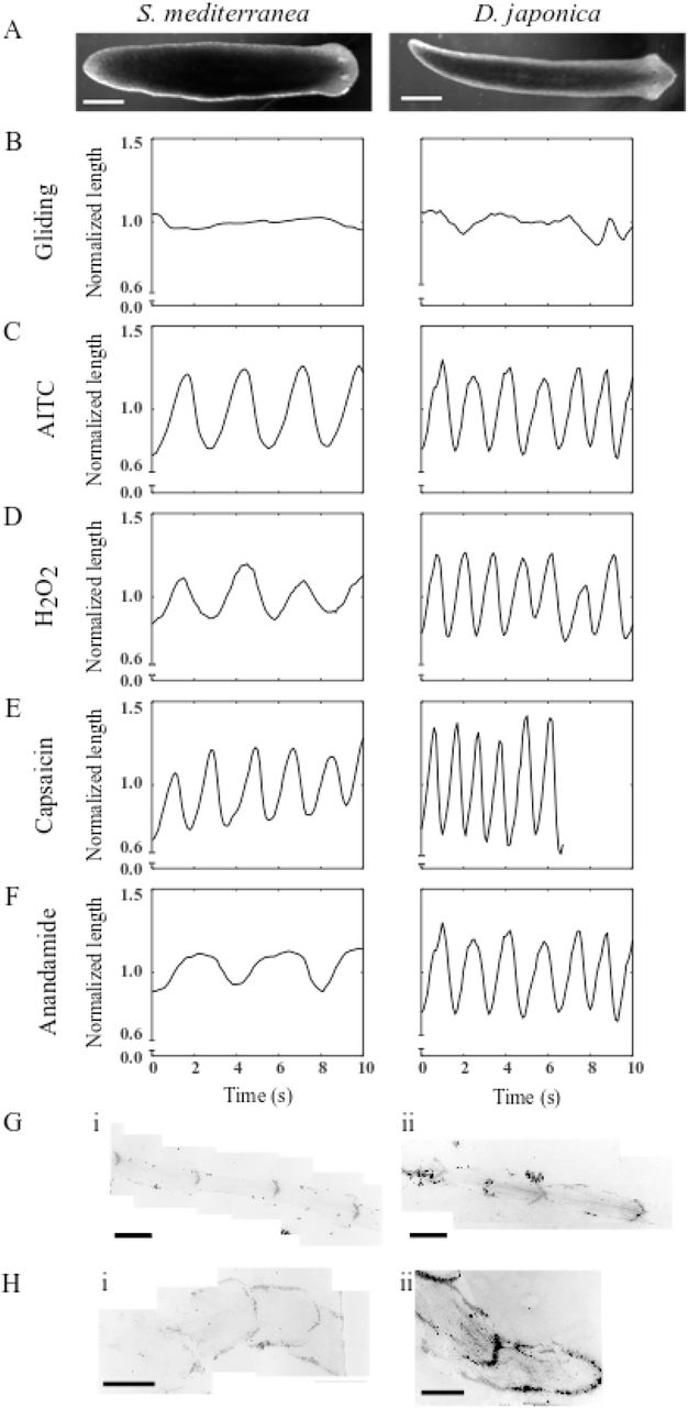 TRPA1 and TRPV agonists induce scrunching in planarians.(A) Single frames of gliding S. mediterranea (left) and D. japonica (right). (B-F) Representative length versus time plots for S. mediterranea (left) and D. japonica (right) planarians during (B) gliding or (C-F) chemically induced scrunching, when exposed to (C) 50 μM AITC, (D) 40 mM H2O2, (E) 165 μM capsaicin, or (F) 100 μM anandamide. Length was normalized by the average gliding length for all plots. (G-H) Example S. mediterranea (i) and D. japonica (ii) mucus trails stained with fluorescein-conjugated VVA lectin (see Methods) for worms exposed to (G) 50 μM AITC or (H) 165 μM capsaicin. Mucus trail images were black/white inverted. Scale bars: 1 mm.