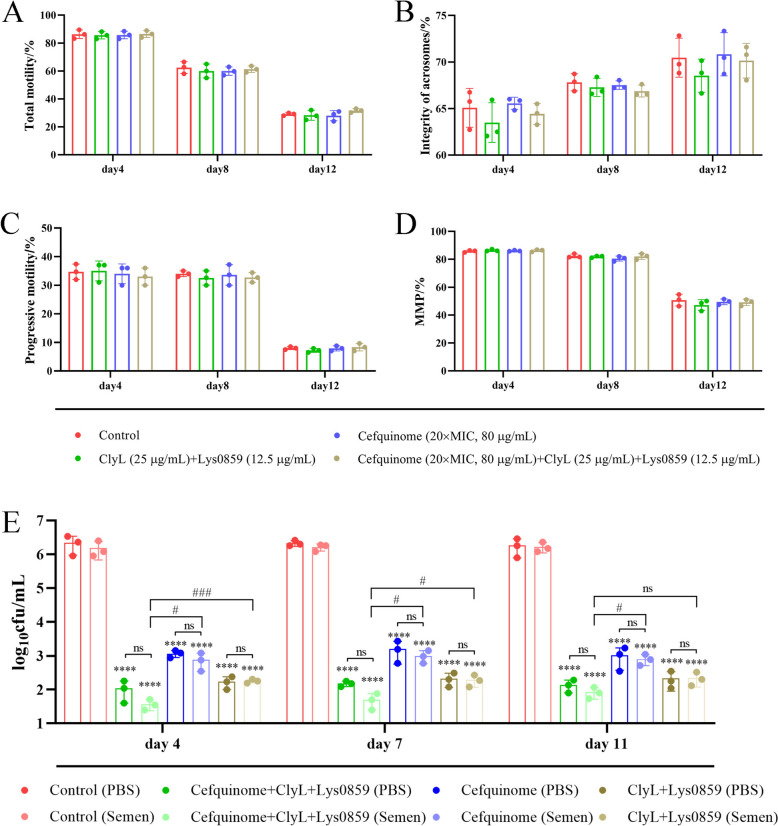 Effects of ClyL, Lys0859, cefquinome and boar sperm. A–D Effects of ClyL, Lys0859, and cefquinome on the activity of boar sperm. The concentrations of ClyL and Lys0859 were 25 and 12.5 μg/mL, respectively. The cefquinome concentration was 20 × MIC (80 μg/mL). PBS, cefquinome, ClyL + Lys0859, and cefquinome + ClyL + Lys0859 were added to boar semen. The semen was subsequently stored at 17 °C, and the total motility (A), acrosomal integrity (B), progressive motility (C), and mitochondrial membrane potential (MMP) (D) of the sperm were monitored on the 4th, 8th, and 12th days of storage. (E) boar semen did not significantly affect the antibacterial activity of ClyL, Lys0859, or cefquinome. The PBS, cefquinome, ClyL + Lys0859, and cefquinome + ClyL + Lys0859 were mixed with PBS and boar semen. The mixtures were then stored at 17 °C, and the lytic activities of PBS, cefquinome, ClyL + Lys0859, and cefquinome + ClyL + Lys0859 in PBS and semen against Staphylococcus 65 were monitored on the 4th, 7th, and 11th days of storage. The ClyL + Lys0859, cefquinome, cefquinome + ClyL + Lys0859 and PBS groups were compared via Student’s t test (**** P < 0.0001). The ClyL + Lys0859, cefquinome and cefquinome + ClyL + Lys0859 groups were compared via Student’s t test (ns P > 0.05, # P < 0.05, ### P < 0.001). The error bars represent the standard deviation (SD).