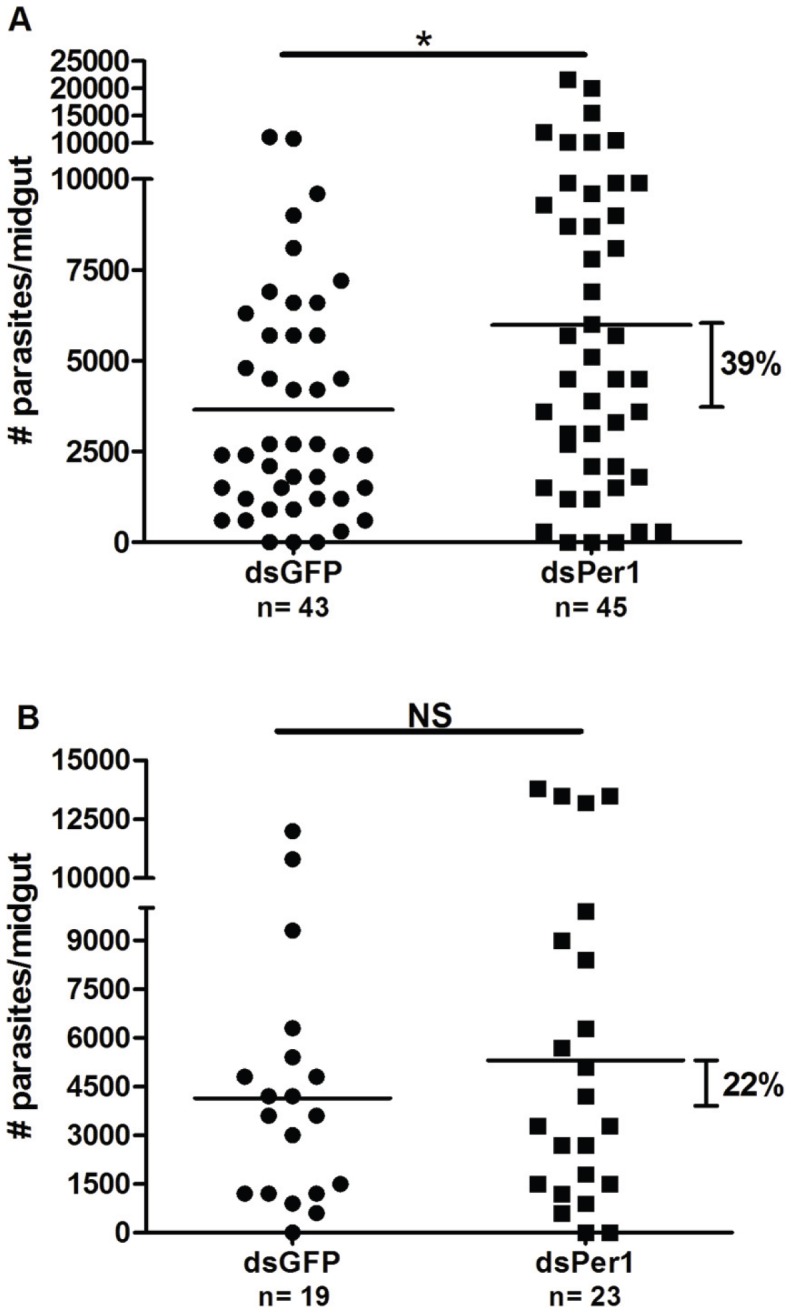 Effects of PpPer1 knockdown on Le. major infection.Knockdown of PpPer1 leads to greater Le. major load in the midgut of P. papatasi. At 48 h post-infection (A), dsPpPer1 (dsPer1) injection caused an increased (39%; p<0.05 Mann-Whitney U test) in Le. major load compared to dsGFP-injected P. papatasi. Results shown are from combined data of two independent experiments. (B) Although not statistically significant, PpPer1 knockdown led to 22% increase in Le. major load in P. papatasi midguts at 96 h post-infection when compared to dsGFP-injected. Each dot (filled circle or square) represents number of Le. major in a single midgut whereas horizontal bars indicate mean parasite number. P. papatasi were infected with 5×106 Le. major amastigotes/ml in heat-inactivated mouse blood. N: Number of P. papatasi midguts dissected. NS: Not significant. *: Statistically significant, p<0.05.