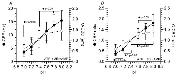 Effects of pH on the CBF and CBD in isolated cilia reactivated by ATP plus 8Br-cAMP. (A) Changes in CBF (Hz) and CBD (µm). In isolated cilia reactivated by ATP plus 8Br-cAMP, as the pH increased from 7.0 to 8, the CBF linearly increased. However, the pH dependency of the CBD increase was different from that of the CBF increase. As the pH increased from 7.0 to 7.6, the CBD linearly increased, but as the pH increased from 7.6 to 8.0, the CBDs were almost constant (no increase). (B) Changes in the CBF ratio and CBD ratio. CBF and CBD were normalized by CBFpH=7.4 and CBDpH=7.4.