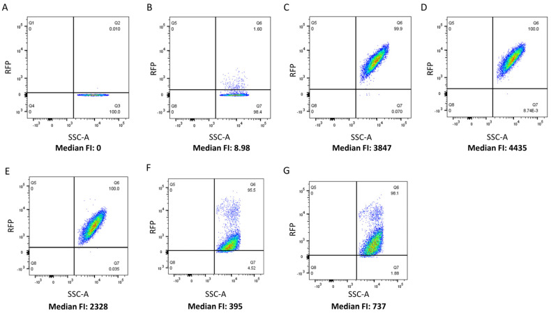 Flow cytometry analysis of TurboRFP-CBD binding. Flow cytometry dot plots relating counts (SSC-A) to red fluorescence intensity. L. gasseri ATCC 9857 was pre-incubated with (A) PBS, (B) TurboRFP, (C) TurboRFP-CL1-CBD, (D) TurboRFP-Lj965-CBD, (E) TurboRFP-jlb1-CBD, (F) TurboRFP-LL-H-CBD, and (G) TurboRFP-ΦJB-CBD. Representative binding data from two independent experiments are shown.