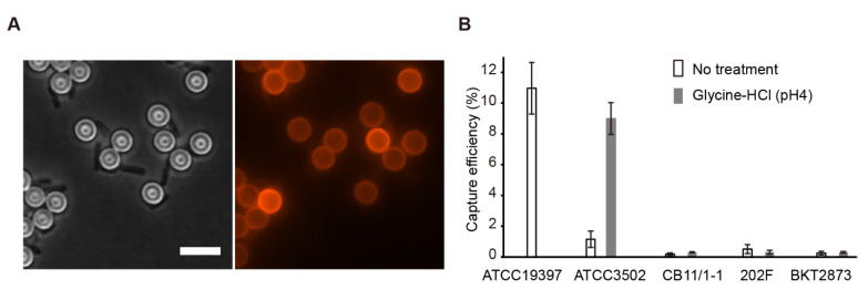 mCherry-CBD-based magnetic separation of Clostridium botulinum ATCC3502 and ATCC19397 from C. botulinum CB11/1-1, 202F, and BKT2873 strains. (A) Representative microscopic images of the binding of C. botulinum ATCC19397 cells to mCherry-CBD-coated M-280 beads. Bar, 5 µm. (B) Evaluation of the performance of mCherry-CBD-based magnetic separation. The capture efficiency was obtained by calculating the ratio of cell counts before and after magnetic separation. The results are presented as the means of three replicates ± standard deviations.