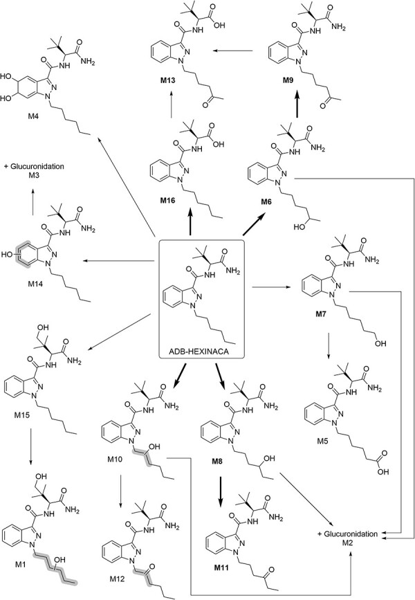 Proposed metabolic pathway of ADB-HEXINACA following incubation with human hepatocytes. Metabolites in bold font were confirmed using synthesized reference standards, and bold arrows indicate a major metabolic pathway.