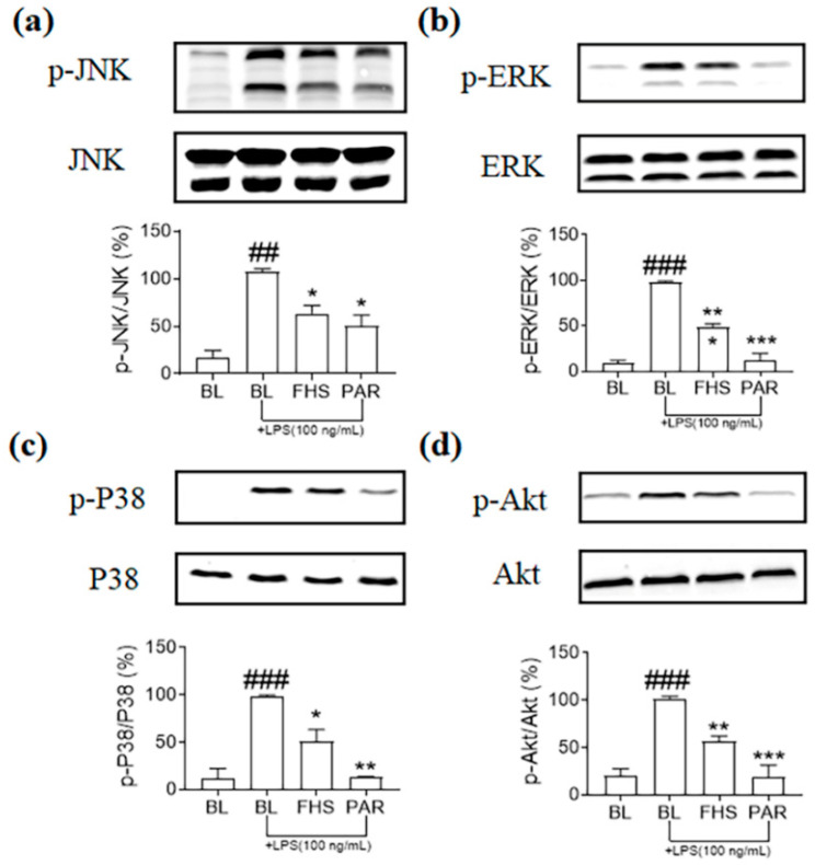 FHS suppressed the phosphorylation of key proteins in MAPKs (a–c) and PI3K/Akt (d) signaling pathways. Cells were incubated with FHS for 1 h and then incubated with LPS for another 15 min. p-ERK (a), p-JNK (b), p-P38 (c), and p-Akt (d) were examined by western blot and standardized with the total ERK, JNK, P38, and Akt, respectively (n = 3). BL, medium without the addition of extracts; FHS, fermented hemp seed-containing medium’s supernatant of Day 7. ## p < 0.01, ### p < 0.001 vs. the control group; * p < 0.05, ** p < 0.01, *** p < 0.001 vs. the LPS-treated group.