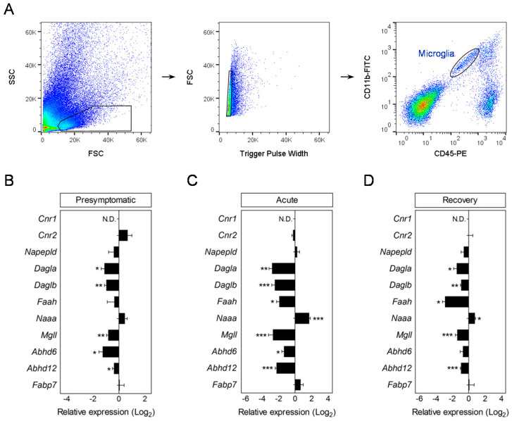 Altered expression of microglial endocannabinoid system genes during EAE. (A) Flow cytometry gating strategy for the analysis of microglial cells from EAE mice. Microglia were sorted as CD11b+ cells with low CD45 expression. (B–D) RT-qPCR analysis of endocannabinoid signaling genes in microglia purified at presymptomatic (B), acute (C), and recovery (D) phases of EAE. Fold changes in relative expression compared to naïve microglia were determined as log2 (n = 5–6 mice group). Changes in relative expression were determined as log2. N.D., not detected. * p < 0.05; ** p < 0.01; *** p < 0.001; referred to naïve astrocytes by Student´s t-tests or Mann–Whitney U-tests.