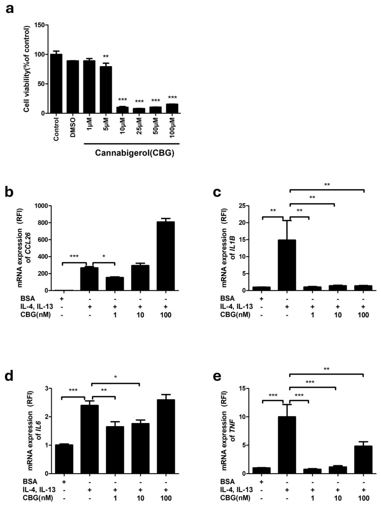 Effect of CBG treatment against IL-4 and IL-13 induction. (a) CBG toxicity in HaCaT keratinocytes. assessed by MTT assay and expressed as a percentage relative to Control cells. Data represents the mean ± SEM from three independent experiments. ** p < 0.01 *** p < 0.001 compared with Control cells. (b–e) HaCaT cells were treated with 50 ng each of IL-4 and IL-13 for 18 h, followed by CBG treatment at indicated concentrations for 6 h. Cytokine mRNA levels were measured and expressed as relative fold increases compared to CBG controls. Data represents the mean ± SEM from three independent experiments. Data compared among multiple groups were analyzed using one-way ANOVA. * p < 0.5, ** p < 0.01, *** p < 0.001 compared with BSA control or IL-4, IL-13 treated cells. CBG, cannabigerol; SEM, standard error of the mean; ANOVA, analysis of variance.