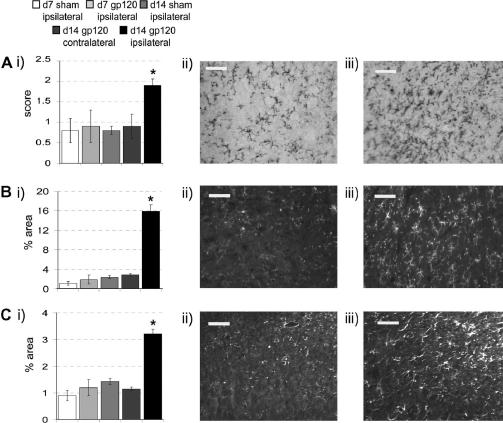 Immunohistochemical analysis of microglia and astrocytes in the dorsal horn of the L5 spinal cord 14 days following perineural HIV-1 gp120. (i) There is a statistically significant increase in the (A) morphological rating of microglia, (B) density of OX-42-IR and (C) density of GFAP-IR in L5 spinal cord dorsal horn ipsilateral versus contralateral to perineural HIV-1 gp120 at day 14 (n = 6) and compared to the dorsal horn ipsilateral to perineural RSA (sham) at day 14 (n = 6) and ipsilateral to perineural HIV-1 gp120 or RSA at day 7 (n = 6). Statistical significance of differences between groups (P < 0.05) was determined by an ANOVA with Dunn’s all pairwise multiple comparisons where ∗ represents significant difference from all other groups. Each value is means ± SEM. (ii and iii) Examples of the expression of (A) OX-42-IR with biotin labelling for qualitative analysis in the L5 spinal cord dorsal horn, (B) OX-42-IR with fluorescence labelling for quantitative analysis in the dorsal horn of the L5 spinal cord, and (C) GFAP-IR with fluorescence labelling in the L5 spinal cord dorsal horn at day 14 (ii) ipsilateral to perineural RSA and (iii) ipsilateral to perineural HIV-1 gp120. Scale bar = 50 μm.