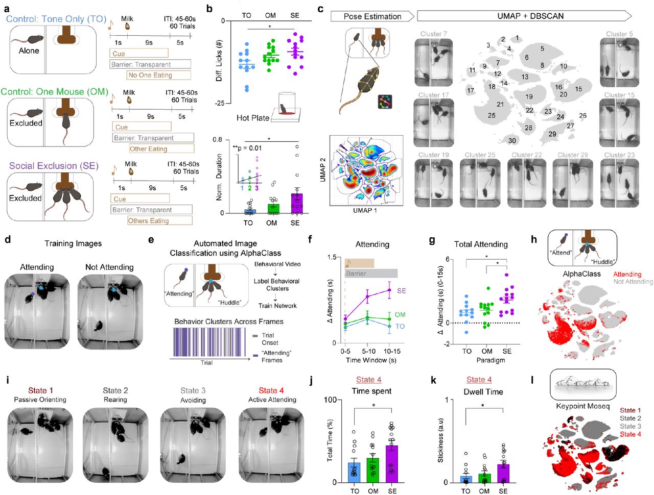 Social Exclusion enhances physical pain responses, reflected by increased licking on the hot platea, Experimental design for the Fear of Missing Out (FOMO) Task, which contains three behavioral conditions: Social Exclusion (SE), One Mouse (OM), and Tone Only (TO). Mice were presented with 60 trials for each session. At the beginning of each trial, the cue is on for 10s, followed by the delivery of chocolate milkshake 1s into the cue. The switchable glass divider between the social group and the excluded mouse turns transparent for 15s upon cue onset. Afterwards, we presented mice from all conditions with the hot plate assay to assess for changes in nociceptive thresholds. Each mouse only went through one of the three social conditions. b, Mice that underwent Social Exclusion displayed enhanced licking behavior while on the hot plate. Normalized Lick Duration, (which is normalized post-social condition licking / baseline licking) and Difference Lick Score (which is a difference score of post-social condition licking – baseline licking) was calculated with hot plate behaviors taken at a different baseline session. For Normalized Licks and Lick Duration, values closer to 1 indicate less change from baseline and values closer to 0 indicate greater change from baseline.(Top: n = 38, One-Way ANOVA, F(2,35) = 3.85, *p = 0.03, Tukey’s multiple comparisons test, SE vs OM p = 0.72, SE vs TO *p = 0.028, OM vs TO p = 0.14, Bottom n = 38, One-Way ANOVA, F(2,35) = 3.82, *p = 0.03, Tukey’s multiple comparisons test, SE vs OM p = 0.18, SE vs TO *p = 0.027, OM vs TO, p = 0.62, Inset: n = 38, Linear Regression R2 = 0.17 **p = 0.009). c, Behavioral analysis pipeline for the Social Exclusion condition. The subject mouse’s body parts were extracted first with SLEAP, then selected features of the excluded mouse were calculated. Next, we ran Uniform Manifold Approximation and Projection (UMAP) for dimensionality reduction and Density-Based Spatial Clustering of Applications with Noise (DBSCAN) for behavioral clustering. Displayed are example clusters generated through this pipeline and the UMAP for all frames. d, Example frames of “Attending” and “Not Attending” frames used to train AlphaClass, a new 2-D supervised machine learning algorithm for behavioral classification. e, “Attending” frames were used to train AlphaClass and all videos were run through the model to obtain “Attending” frames across the entire session. f, Quantification of time spent “Attending” during the 0-15s post cue period. ΔAttending is calculated based on the baseline period 5s before the trial starts. g, AUC taken from (f). Mice that undergo Social Exclusion spend more time engaging in “Attending” behaviors (n = 39, One-Way ANOVA, F(2,36) = 5.77, *p = 0.01. Tukey’s multiple Comparisons Test: SE vs OM *p = 0.047, SE vs TO *p = 0.014, OM vs TO p = 0.85). h, AlphaClass classified frames are plotted onto the same UMAP template formed by DBSCAN to identify overlap between the different methods. Red color indicates “Attending” frames. Grey indicates “Not Attending” frames. i, An alternative clustering pipeline included used the behavioral features, combined with syllables from Keypoint-MoSeq (KPMS) into a hidden Markov Model (HMM) to discover four Hidden States. Example frames of four behavioral hidden states discovered through the HMM. State 4 is most similar to “Attending” behaviors identified through AlphaClass. j, Quantification of the time spent for State 4 among the three social conditions SE, OM, TO. Mice that underwent SE spend more time in State 4. (n = 39, One-Way ANOVA, F(2,36) = 0.54, *p = 0.03, Tukey’s multiple comparisons test SE vs OM p = 0.15, SE vs TO *p = 0.035, OM vs TO p = 0.76). k, Mice that underwent SE stay in State 4 with a lower dwell time. Stickiness is calculated as a probability of remaining in the same state. (n = 39, One-Way ANOVA, F(2,36) = 2.26, *p = 0.026, Tukey’s multiple Comparisons test, SE vs OM p = 0.09, SE vs TO *p = 0.03, OM vs TO p = 0.85). l, KPMS states are plotted onto the same UMAP clusters formed by DBSCAN. State 4 is overlapping with “Attending” clusters identified through AlphaClass. Error bars indicate s.e.m.