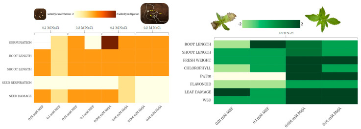 Heat maps representation of MeJA and MEF efficacy in mitigating the effects of salinity stress on hemp during seed germination (left panel) and early growth (right panel). A color gradient ranging from light yellow (or green) to brown (or dark green) indicates increasing mitigation effect of salinity stress (−2—salinity exacerbation; 2—salinity mitigation). For comprehensive analysis and interpretation of treatment effects, refer to the Discussion section.