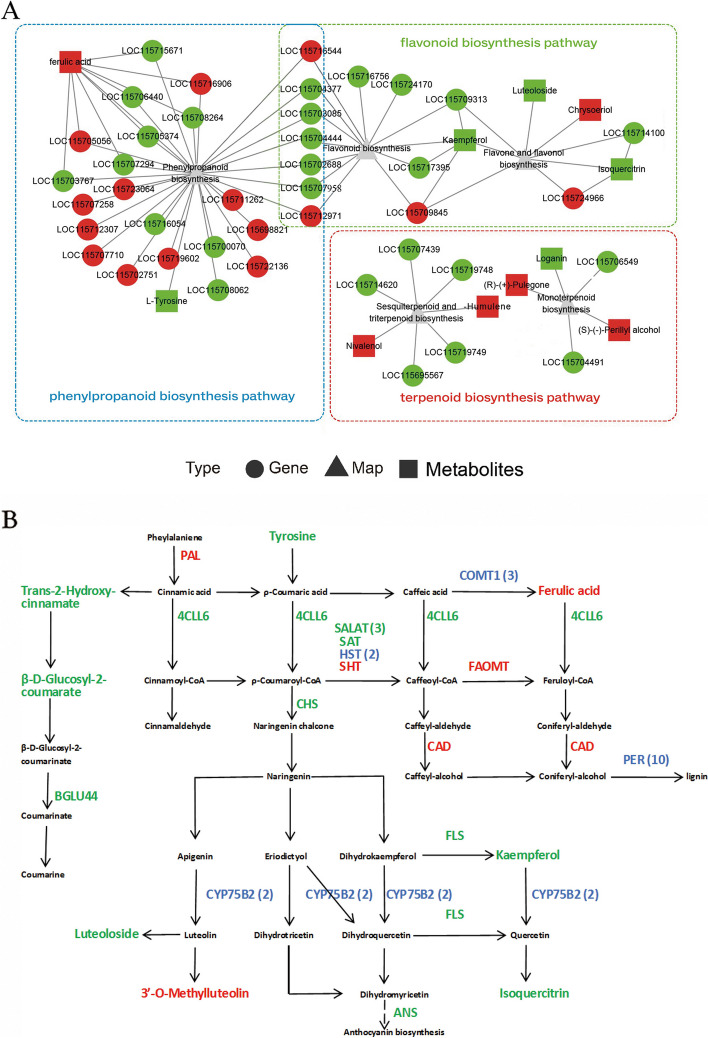 Integrative metabolomic and transcriptomic analysis of phenylpropanoid, flavonoid, and terpenoid biosynthesis pathways. A The results of correlation analysis between differentially expressed genes (DEGs) and differentially expressed metabolites (DEMs) (p ≤ 0.05). The red dots and squares represent upregulated DEGs and DEMs, respectively, while the green dots and squares represent downregulated DEGs and DEMs, respectively. B Genes and metabolites in the phenylpropanoid biosynthesis pathway were modulated by polyploidization. The red and green words indicate upregulated and downregulated genes or metabolites, respectively. A mix of upregulation and downregulation for the gene is represented in blue, and values in parentheses represent the gene number
