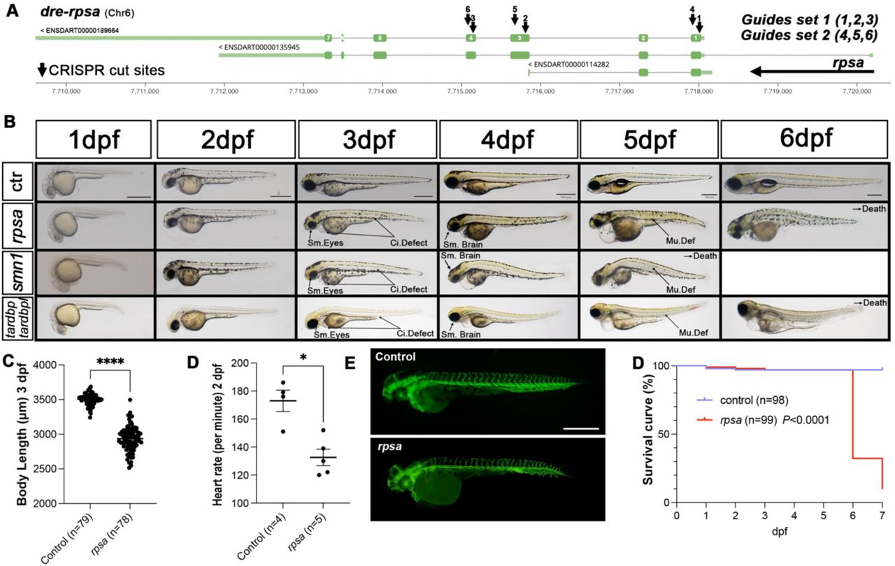 The rpsa-Loss of Function crispants mimics defects/regression observed in other MND models, the SMN- and TDP43-deficient zebrafish.A) The dre-rpsa genomic region and associated gRNA target locations. Two sets of guides were used, with set 1 combining guides 1, 2 and 3, and set 2 combining guides 4, 5 and 6 (Supplementary Figure 26). B) Snapshot of zebrafish larvae for Cas9 wild-type (wt) injected control (ctr), RPSA-deficient animals (rpsa), SMN-deficient (smn1) and TDP43-deficient animals (tardbp/tardbpl double mutants) Sm. Eyes= Small Eyes; Ci. Defect= Circulation Defects; Sm. Brain= Small Brain; Mu. Def= Muscle Defects. Scale bars, 500 µm. C) Body length of control versus RPSA-deficient animals at 3 dpf. D) Heart rate of control versus RPSA-deficient animals at 2 dpf. E) Snapshot of Tg(kdrl:GFP) animals evidencing control versus RPSA-deficient vasculature at 52 hpf. F) Kaplan-Meier survival curve of control versus RPSA-deficient animals.