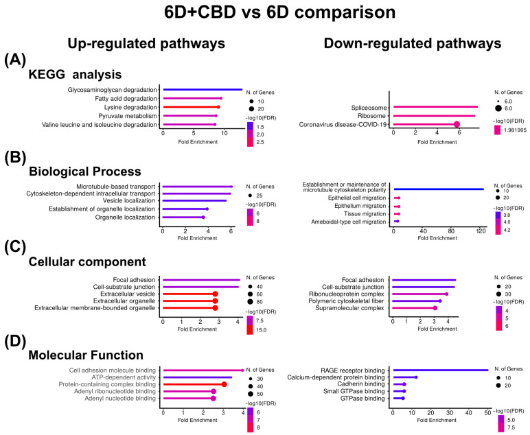 KEGG and Gene Ontology analyses of the proteins with co-expressed patterns identified in the 6D+CBD vs. 6D comparison. (A) KEGG pathways identified. (B) Pathways associated with biological processes. (C) Pathways associated with cellular component. (D) Pathways associated with molecular function. In each case, only the five pathways with the highest enrichment are shown.