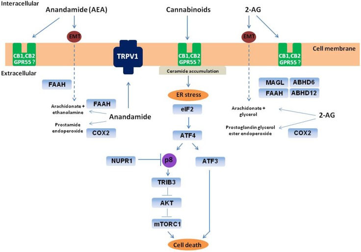 Breakdown and action scheme of two endocannabinoids: AEA and 2-AG. After AEA and 2-AG cellular re-uptake, AEA is metabolized via FAAH, and 2-AG via MAGL as well as FAAH, ABHD6, and ABHD12. AEA and 2-AG under conditions, in which the activity of MAGL or FAAH is suppressed, might become substrates for COX2 and give rise to the corresponding hydroperoxy derivatives. AEA and 2-AG hydroperoxy derivates can then be converted to prostaglandin ethanolamides (prostamides) and prostaglandin glycerol esters, respectively, by various prostaglandin synthases. AEA also interacts with several non-cannabinoid receptors, such as TRPV1, GPR55 as well as 2-AG. Ceramide accumulation is also demonstrated, illustrating accumulation in tumor cells which mediates cannabinoid-induced apoptosis. ABHD6, ABHD12—αβ-hydrolases domain-containing protein 6 and 12, respectively, AEA anandamide, 2-AG 2-arachidonoylglycerol, AKT (also known as PKB) protein kinase B, mTORC1 mechanistic target of rapamycin complex 1, ATF3 and ATF4 transcription activator of the integrated stress response, CB1, CB2 cannabinoid receptor, COX2 cyclooxygenase 2, eIF2 eukaryotic initiation factor 2α, EMT endocannabinoid membrane transporter, ER stress endoplasmic reticulum stress, FAAH fatty acid amide hydrolase, GPR55 orphan G-protein-coupled receptor, MAGL monoacylglycerol lipase, p8 (also known as Nupr1) small chromatin protein, TRIB3 human tribbles homolog 3, TRPV1 transient receptor potential action channel subfamily V member 1