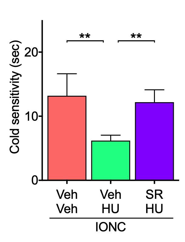 Effect of pretreatment with SR144528 on HU-308-inhibited cold sensitization in IONC mice. The responsiveness to acetone was assessed 3 h following repeated intranasal administration of HU-308 (HU, 30 nmole, 10 µL). SR 144528 (SR, 100 nmole, 10 µL) was administered 15 min before HU-308. Individual data and mean ± SEM are shown. N = 5, ** p < 0.01 (one-way ANOVA followed by Dunnett’s multiple comparisons test).