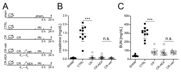 Intraperitoneal AEA administration does not abrogate the CR-mediated kidney protection in mice. (A) Schematic illustration of the experimental setup (n = 10 per group) (B). Plasma creatinine values 24 h after ischemia-reperfusion injury (IRI). (C) Plasma blood urea nitrogen values 24 h after IRI. Abb.: CR: caloric restriction; CR-AEA: calorically restricted mice treated with AEA-injections on the last eight days prior to ischemia-reperfusion injury (IRI); CR-veh: calorically restricted mice treated with vehicle-injections on the last eight days prior to ischemia-reperfusion injury (IRI); CTRL: no preconditioning; CTRL-AEA: ad libitum fed mice with AEA-injections on the last eight days prior to ischemia-reperfusion injury (IRI); CTRL-veh: ad libitum fed mice with vehicle-injections on the last eight days prior to ischemia-reperfusion injury; d: day; IRI: ischemia-reperfusion injury; sham: right nephrectomy followed by no-clamping of the left renal pedicle. Bars indicate mean ± standard deviation; ***: p-value < 0.001; n.s.: p-value > 0.05.