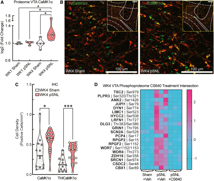 The chronic pain state is associated with CaMK1α pathway activation(A) Violin plot of CaMK1α protein abundance from the proteomic dataset, showing a significant increase in male WK4 pSNL mice (1-way ANOVA and Fisher’s LSD post-hoc: F [3,13] = 3.441, ∗p = 0.0488). Sample sizes: n = pooled biological replicates with 2 bilateral punches/sample; WK1 sham, n = 3; WK1 pSNL, n = 4; WK4 sham, n = 5; WK4 pSNL, n = 5. Violin plots indicate medians (solid lines) and quartiles (dashed lines).(B) Representative confocal images of tyrosine hydroxylase (TH, red) and CaMK1α (green) in the male VTA at WK4. Scale bars represent 100 μm.(C) Quantification of CaMK1α+ and TH+/CaMK1α+ cell densities, showing significant increases in pSNL mice (unpaired t tests: t(29) = 2.473, ∗p = 0.0195 and t(29) = 3.793, ∗∗∗p = 0.0007, respectively). Sham VTA slices, n = 13; pSNL VTA slices, n = 18; 2–3 VTA slices were analyzed per animal. Violin plots indicate medians (solid lines) and quartiles (dashed lines).(D) Acute CaMK1 inhibition reverses maladaptive phosphorylation shifts. Heatmap demonstrating that acute CaMK1 inhibition with CS640 (2 μg/μL, i.c.v.) reverses a subset of pSNL-induced phosphorylation changes in male mice at WK4. Sample sizes: n = pooled biological replicates; WK4 sham, n = 3; WK4 pSNL, n = 3; WK4 pSNL + CS640, n = 3; each sample contains 3 bilateral tissue punches.