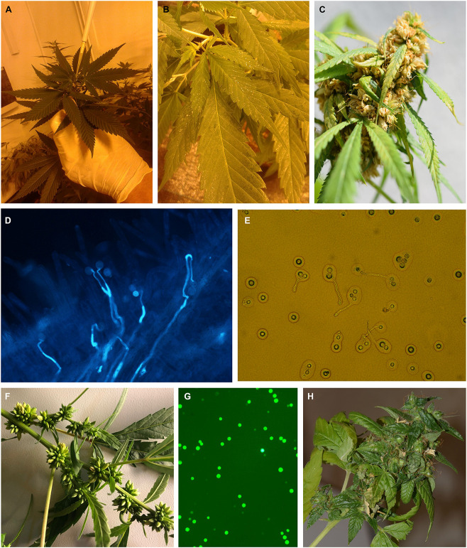 The induction of male flowers on female plants of medical cannabis. (A) Application of silver thiosulfate (STS) on shoot tip. (B) Yellow spots on the leaves 1 week after spraying with 20 mM STS. (C) Male inflorescence at full flowering. (D) In vivo germination of pollen. (E) In vitro germination of pollen. (F) The occurrence of male flowers on female plants of breeding population MX-CBD-707 after spraying with 30 ppm colloidal silver every day. (G) Viable pollen stained with fluorescein diacetate (FDA). (H) Developing seeds after pollination of a control plant.