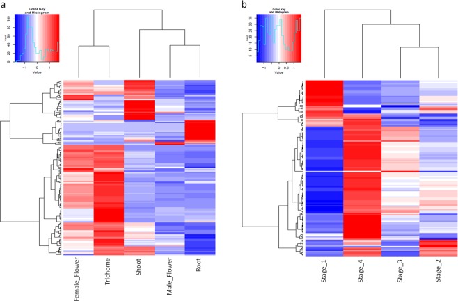 Heatmaps of the differently expressed transcripts of interest representing hierarchical clustering across the various tissue types (a) and the developmental stages in trichomes (b). The normalised log transformed counts are indicated by the colour key. Red indicates high expression, white represents intermediate expression and blue is indicative of low expression in the heatmaps.