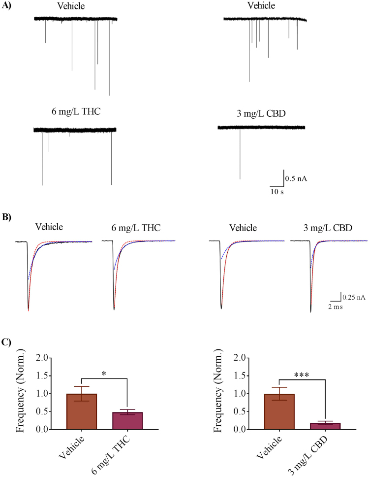 Miniature endplate currents (mEPCs) recorded from zebrafish white muscle fibers of vehicle control and 6 mg/L THC-treated embryos (left column), and vehicle control and 3 mg/L CBD-treated embryos (right column). (A) Raw traces obtained from 2 dpf vehicle control (0.6% Methanol, 0.3% Methanol), 6 mg/L THC-treated embryos and 3 mg/L CBD treated embryos. (B) Averaged mEPCs obtained from white muscle (black line) fit with a single exponential decay over the fast component (τfast, red dashed line) or slow component (τslow, blue dashed line). Averaged mEPCs acquired from vehicle control (0.6% Methanol 6 events; 0.3% Methanol 36 events), 6 mg/L THC-treated embryos (11 events) and 3 mg/L CBD (6 events) (C) Bar graph of the mean mEPC frequency of vehicle and THC-treated embryos (left), and vehicle and CBD-treated embryos (right). *Significantly different from vehicle control, p < 0.05. ***Significantly different from vehicle control, p < 0.001.