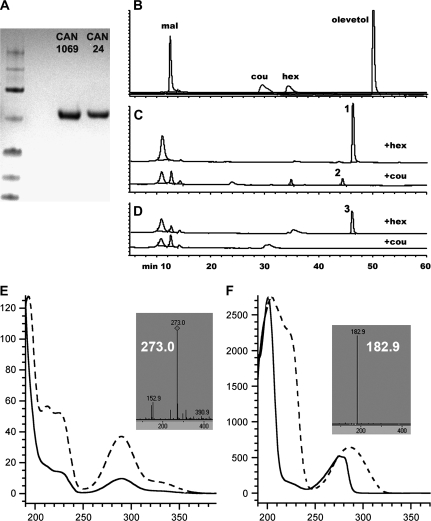 Analysis of PKS activity for two candidate gene products expressed in Cannabis glands. (A) SDS-PAGE analysis of PKS proteins encoded by CAN1069 and CAN24 expressed in E. coli harbouring the corresponding gene expression plasmids. (B) HPLC separation of the reactants malonyl-CoA (mal), coumaroyl-CoA (cou), and hexanol-CoA (hex), and the potential product olivetol. Separation by HPLC of reaction products obtained using CAN1069 protein (C) or CAN24 protein (D) with either hex or cou as substrates. Numbered peaks represent products not seen in control reactions containing boiled protein. (E) Absorption spectrum of product 2 (solid line) compared to naringenin (dashed line). The molecular mass of the most abundant ion species is shown in the insert. (F) Absorption spectrum of product 3 (solid line) compared to olivetol (dashed line). The molecular mass of the most abundant ion species is shown in the insert. Product 1 yielded the same mass and spectrum as product 3 shown in (F).