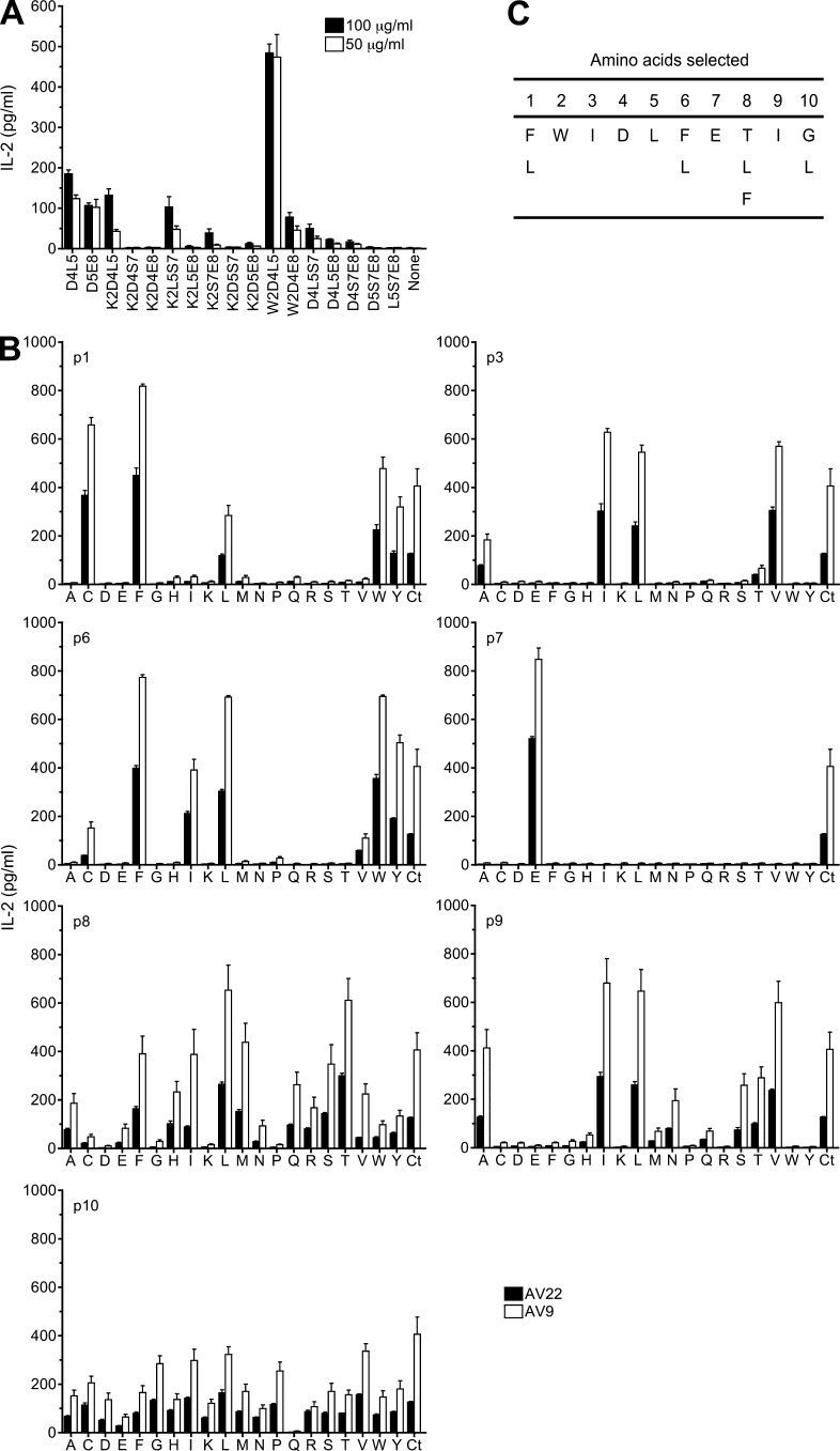 Deconvolution strategy to define Be-dependent peptides that stimulate T cell hybridomas AV22 and AV9. (A) AV22 cells were stimulated with selected decapeptide mixtures with three positions fixed in the presence of 75 µM BeSO4. Two concentrations of mixtures were used, and IL-2 response (mean ± SEM pg/ml) was measured by ELISA. Mixtures with two fixed positions (D4L5 and D5E8) were included as positive controls. Data are representative of three separate experiments performed in triplicate. (B) IL-2 response of three separate experiments (mean ± SEM) of AV22 and AV9 to a biased decapeptide positional scanning library (W2D4L5) is shown. Peptide mixtures were fixed at W2, D4, and L5, and one additional peptide position (p1, p3, p6, p7, p8, p9, and p10) was scanned with each of 20 amino acids (140 mixtures). Each panel shows the response of hybridomas to 20 µg/ml mixtures and 75 µM BeSO4 compared with the W2D4L5 mixture with no additional fixed positions (Ct). For A and B, the x axis denotes the amino acid (single letter code) fixed at each defined position, and mixtures did not stimulate hybridomas in the absence of BeSO4. (C) Selection of amino acids for each peptide position based on the most active mixtures in the presence of BeSO4.