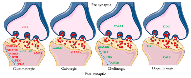 Mechanism modulated in SH-SY5Y cells differentiated with RA after Δ8-THC treatment. The figure represents how the different synapses are influenced by Δ8-THC treatment and the genes that take place. The red genes are upregulated; the green genes are downregulated. The results of transcriptomic analysis suggest that Δ8-THC influenced the Glutamatergic synapse more than others synapse types. The figure was created using Servier Medical Art by Servier (http://smart.servier.com/ (accessed on 9 April 2023)), licensed under a Creative Commons Attribution 3.0 Unported License (https://creativecommons.org/licenses/by/3.0/ (accessed on 9 April 2023)).