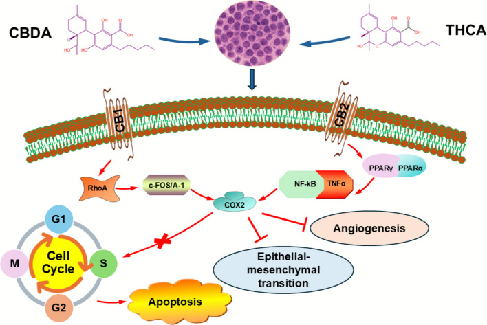 Anticancer Effects of CBDA and THCA. This figure demonstrates the mechanisms through which cannabidiolic acid (CBDA) and tetrahydrocannabinolic acid (THCA) exert their anticancer effects. Both compounds promote apoptosis, inhibit cell cycle progression, and reduce metastasis while also suppressing inflammation and engaging cannabinoid receptors. CBDA disrupts the RhoA signaling pathway by inhibiting COX-2 and reducing c-Fos/AP-1 levels, which limits tumor cell motility and promotes angiogenesis, invasion, and epithelial-mesenchymal transition (EMT). On the other hand, THCA lowers levels of TNF-α, COX-2, and pro-angiogenic mediators, while also activating peroxisome proliferator-activated receptor gamma (PPARγ) and inhibiting NF-κB and AP-1. These combined actions of THCA and CBDA shows their potential as complementary anticancer agents by targeting key hallmarks of cancer
