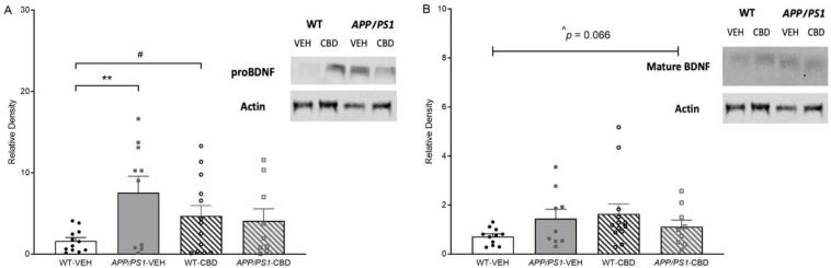 (A,B): Western blot results for neurodegeneration markers in the cortical tissue of APP/PS1 and WT mice. Western blot results for (A) proBDNF and (B) mature BDNF levels for male APPSwe/PS1∆E9 (APP/PS1) transgenic mice and non-transgenic wild-type-like (WT) littermates treated with 100 mg/kg cannabidiol (CBD) or vehicle (WT-VEH n = 12; APP/PS1-VEH n = 11; WT-CBD n = 14; APP/PS1-CBD n = 10). Data are presented as means ± SEM. Two-way ANOVA ‘treatment’ effects are presented as ‘#’ (# p < 0.05) and ‘genotype’ effects as ‘**’ (** p < 0.01). (B) There was also a trend toward ‘genotype × treatment’ interaction for mature BDNF levels [F(1,38) = 3.595, ^ p = 0.066].
