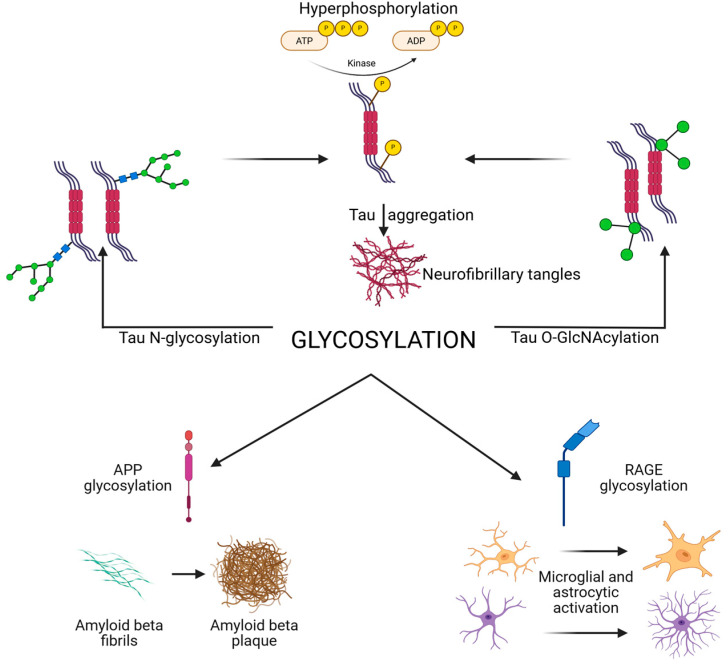 Schematic overview of glycosylation in AD and tauopathies, illustrating how glycosylation affects tau APP and Aβ, synaptic, and immune receptors, and the enzymatic and metabolic regulators (HBP, OGT, OGA, and GnTs). Created in BioRender. Iordache, M. (2025) https://BioRender.com/fbogzud (accessed on 18 October 2025). APP, amyloid precursor protein; HBP, hexosamine biosynthetic pathway; N-acetylglucosaminyltransferases; OGA, O-GlcNAcase; OGT, O-GlcNAc transferase; RAGE, receptor for advanced glycation end products.
