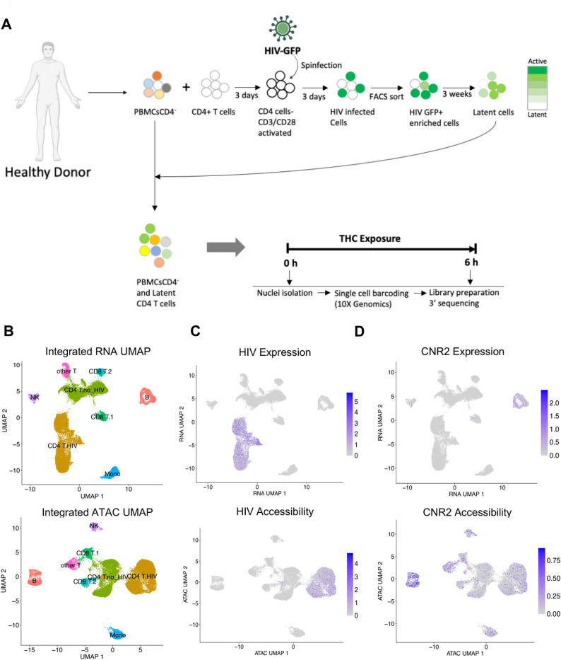 Single cell multiomic analysis of latently infected CD4 T cells exposed to THC. A Schematic of experimental design. B Uniform Manifold Approximation and Projection (UMAP) dimension reduction of scRNAseq (top) and scATACseq (bottom) with cells labeled by immune cell type. C UMAP plot of scRNAseq (top) and scATACseq (bottom) data with cells containing HIV mapping RNA or ATAC reads labeled purple. D Same as C but with cells containing RNA or ATAC reads from the CNR2 gene labeled purple. Data show represents aggregated data from three independent donors
