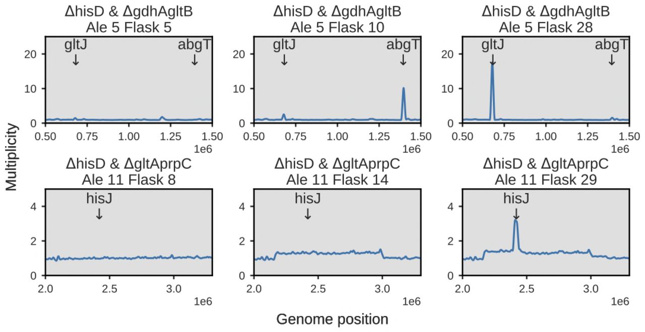 Duplication Dynamics.The top panel depicts the dynamics of two high multiplicity duplications in two transport complexes in E. coli throughout the course of Ale #5 of a ΔhisD & ΔgdhAΔgltB pair. A small region containing the abgT symporter of p-aminobenzoyl glutamate is duplicated early in the evolution, but is later replaced by duplications in a region containing gltJ and the rest of the genes comprising the GltlKJL L-glutamate/aspartate AbC uptake system. The bottom panel depicts the course of Ale #11, a ΔhisD & ΔgltAΔprpC co-culture, which initially showed a broad ~1Mbp duplication. By the end of the evolution either a nested duplication emerged or a significant subpopulation emerged that contained a duplication of a small genome region containing hisJ and the rest of the HisJMPQ L-histidine ABC uptake system.
