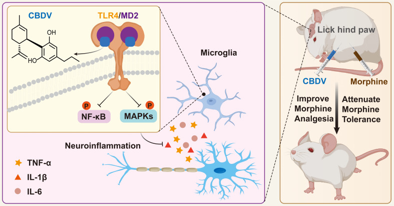 A schematic illustration of the role of CBDV in modulating TLR4 signaling via targeting MD2. CBDV binds to TLR4 co-receptor MD2, inhibits TLR4 signaling NF-κB and MAPKs, and suppresses downstream pro-inflammatory cytokines TNF-α, IL-1β and IL-6. By inhibiting microglial-induced neuroinflammation, CBDV improves morphine-mediated analgesia.
