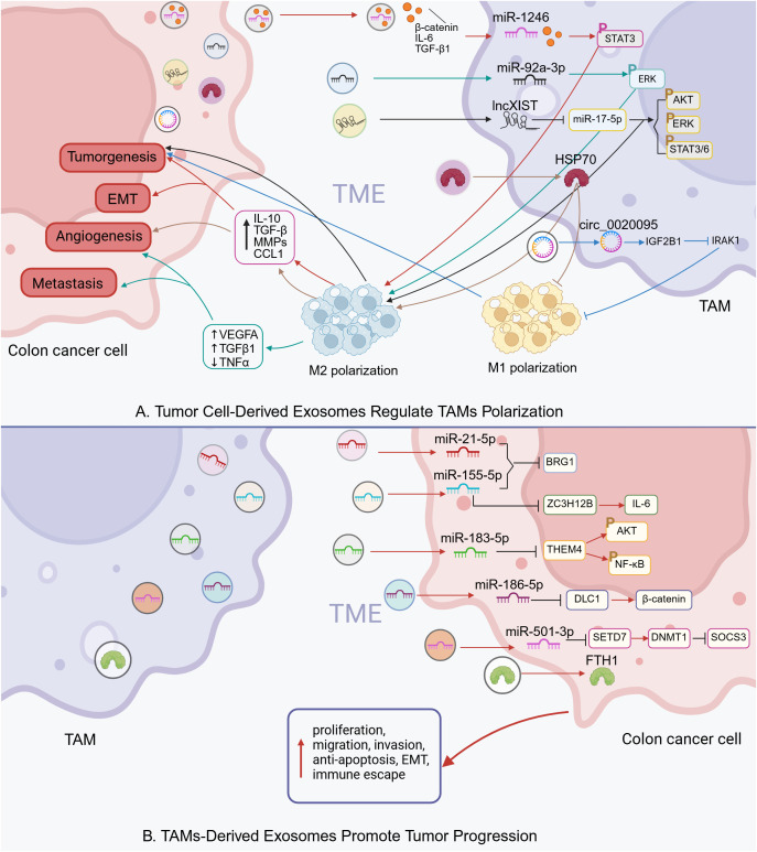 Diagram illustrating how tumor cell-derived exosomes regulate the polarization of tumor-associated macrophages (TAMs) and promote tumor progression. Part A shows exosomes influencing TAMs towards M1 or M2 polarization via specific microRNAs and proteins, impacting tumorigenesis, EMT, angiogenesis, and metastasis. Part B depicts TAMs-derived exosomes enhancing colon cancer cell activities like proliferation, migration, and immune escape through various signaling pathways and interactions, involving microRNAs and proteins.