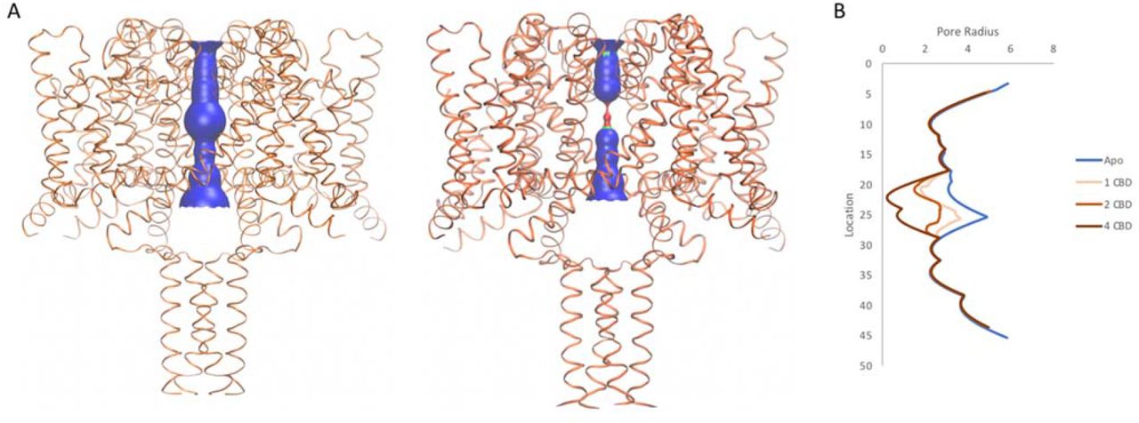 Pore Diameters in the Absence and Presence of CBDA) The NavMs structure (coral) is depicted in ribbon motif. The diameter of the central transmembrane pore was calculated using the HOLE algorithm (Smart et al, 1993). The pore interior dimensions are shown for the (left) apo structure and (right) for the structure with 4 CBD molecules present. In this figure the HOLE surface is depicted in blue for pore radii greater than 2.3 Å, green for radii between 2.3 and 2.0, and red for radii less than 1.15 Å. There is no occlusion in the absence of CBD, so hydrated sodium ions could freely pass through the pore. The NavMs structure with 4 CBD molecules present shows a full occlusion in the middle of the transmembrane pathway (near the center of the hydrophobic cavity) of the channel, so ion transport would be prevented (Naylor et al, 2016). B) Accessibility plots of pore radii versus position in the pore, in the absence and presence of different numbers of CBD molecules. The plot for the apo structure is in blue, and the plots for the CBD-containing structures with 1, 2, or 4 CBD molecules are in coral, red and black, respectively. The plots for 2 and 3 CBD molecules were the same, so the latter is not shown. In cases where at least some region of the radius is <2.0 Å, sodium ions will not be able to be translocated across the channel (Naylor et al, 2016). This plot shows, therefore, that regardless of whether there 1 or more CBD molecules present, ion passage will not occur. These figures were produced using VMD software (Humphrey et al, 1996).