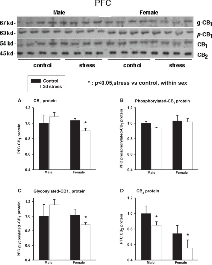 Upper panel: representative western blots of total CB1 and CB2 receptor proteins; glycosylated (g-CB1) and phosphorylated (p-CB1) CB1 proteins in rat prefrontal cortex tissue homogenates. Lower panel: two-way ANOVA of the western blot showing a trend level of stress × sex interaction in total CB1 proteins (A); phosphorylated CB1 proteins (p-CB1) (B) and; glycosylated-CB1 proteins (C). A within-sex one-way ANOVA showed significantly reduced total CB1 proteins and glycosylated-CB1 proteins in female prefrontal cortex (mean ± SD); CB2 protein levels were significantly reduced in the prefrontal cortex of both female and male rats after repeated stress (D). The mean value of the male control group was used as the arbitrary reference = 1, *p < 0.05, control vs. stress within sex comparison, black column, control group; blank column, stressed group.