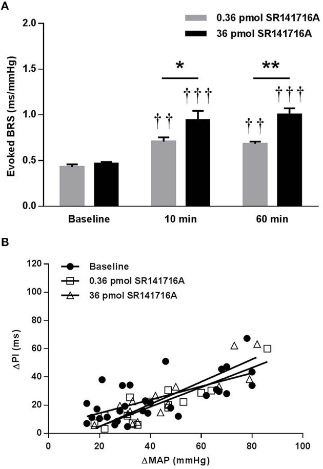 Effect of NTS microinjection of SR141716A on BRS for control of HR evoked by phenylephrine in (mRen2)27 rats. (A) In (mRen2)27 rats, NTS microinjection of 0.36- (n = 5) and 36-pmol (n = 5) of SR141716A significantly improved BRS after 10 and 60 min. (B) The 0.36- and 36- pmol doses produced graded, though not statistically significant, increases in the slope of the regression line in (mRen2)27 rats (0.47 ± 0.10 ms/mmHg baseline; 0.69 ± 0.10 ms/mmHg 10 min after 0.36 pmol of SR141716A; 0.79 ± 0.12 ms/mmHg 10 min after 36 pmol SR141716A; R2 = 0.44 to 0.79 for pooled data). *P < 0.05; **P < 0.01; ††P < 0.01 vs. baseline; †††P < 0.001 vs. baseline.