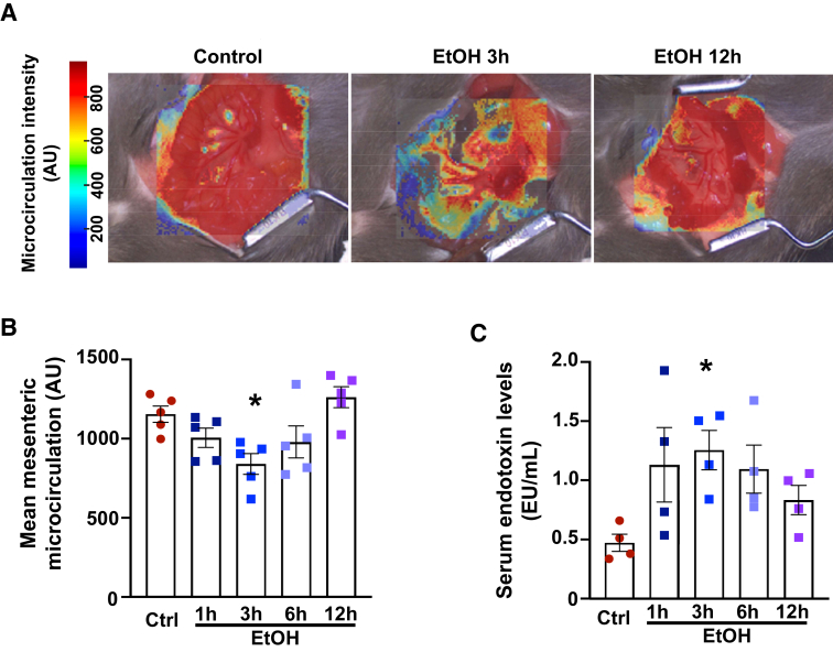 Alcohol binge-induced vascular dysfunction and blood redistribution impair mesenteric microcirculation, leading to endotoxemia. A: Representative images of the intestinal microcirculation in control and alcohol-binged mice 3 and 12 hours after a single alcohol gavage. Red indicates higher intensity, whereas blue represents the lower rate of microcirculation. B: The results of microcirculation in control (ctrl) and alcohol [ethanol (EtOH)]–gavaged mice at different time points following the alcohol gavage. C: Serum levels of endotoxin in ctrl and alcohol (ethanol)–gavaged mice at different time points following the alcohol gavage. Data are presented as individual values with group means ± SEM (B and C). n = 4 to 5 (B and C). ∗P < 0.05 versus ctrl group (one-way analysis of variance, Dunnett multiple comparison test). AU, arbitrary unit; EU, endotoxin unit.
