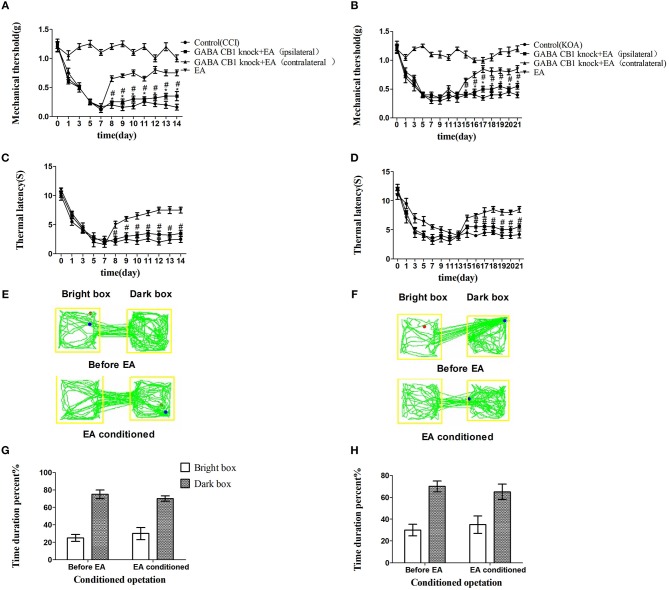 Specifically knocking out CB1 receptor of GABAergic neurons abolished the EA effect on pain hypersensitivity. (A,B) Time course of tactile threshold in response to von Frey filaments. (C,D) The noxious heat stimulus (53°C) caused a change in the thermal thresholds. Tactile (A) and thermal (C) withdrawal thresholds changes in CCI mice. Changes in tactile (B) and thermal (D) withdrawal thresholds of KOA mice. Motion map of EA conditioned CPP test of CCI (E) and KOA mice (F) on the basis of specifically knocking out CB1 receptors of GABAergic neurons. G,H are statistical charts of motion trajectories. The rAAV-mDlx-CRE-WPRE-pA was injected into the right side of vlPAG of mCnr1flox/flox 21 days before behavior test. Same volume of saline was injected into the right side of vlPAG of mCnr1flox/flox as control group. EA (1mA and 0.1ms) at 2 Hz was administered for 30 min, once a day starting from 8th day to 14th in CCI model and starting from 15th day to 21th in KOA model. Control groups are CCI or KOA mice without EA treatment. Data are expressed as means ± SEM (n = 5 in each group). In A–D, *p < 0.05, compared with the control group; #p < 0.05, compared with the model group; In G,H,*p < 0.05, compared with the bright box time duration percent before EA; #p < 0.05, compared with the dark box time duration percent before EA.