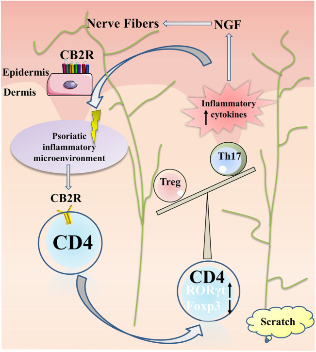 Summary of CB2R actions in psoriatic inflammation and itch. Under the psoriatic inflammatory microenvironment, CB2R regulated proliferation and differentiation of CD4+ T cell, increased ROR-γt expression and decreased Foxp3 expression, resulting in imbalance of Th17 and Treg cells, further aggravating the inflammatory microenvironment of psoriasis. The local high expression of a variety of inflammatory factors stimulated the keratinocytes secreting NGF for nerve fiber hyperplasia, resulting in pruritus paresthesia.